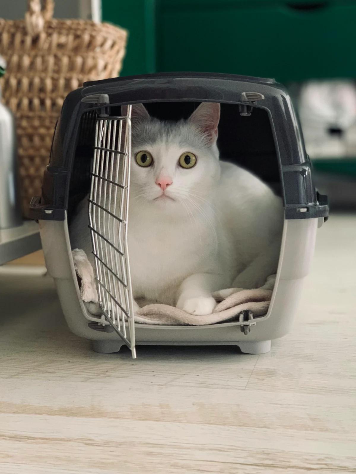 Fabricants de mobilier pour animaux de compagnie